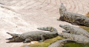 Cocodrilos salvan a perro que huía de una manada de perros salvajes