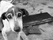Investigan envenenamiento de perros en Mascareñas