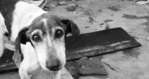 Investigan envenenamiento de perros en Mascareñas