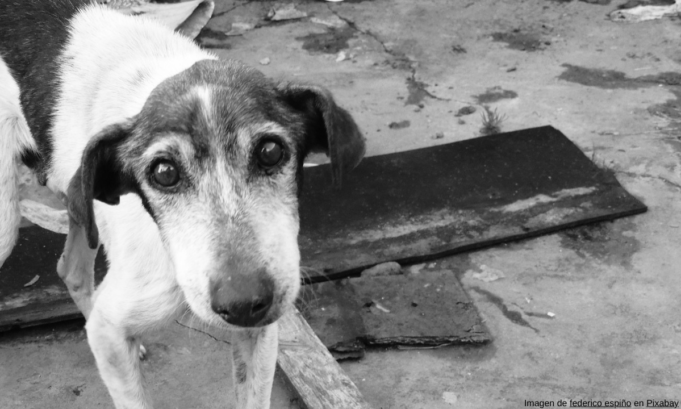 Investigan envenenamiento de perros en Mascareñas