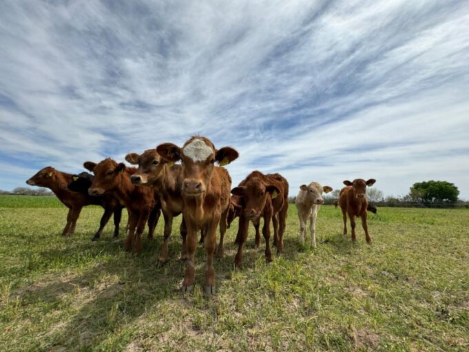 Ocupa Sonora segundo lugar nacional en producción de carne de cerdo