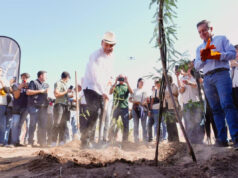 Gobernador Durazo proyecta legado ambiental con plantación de más de 4 mil árboles en La Sauceda