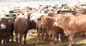 Logra Gobernador Durazo regularizar el ritmo de exportación de ganado a Estados Unidos