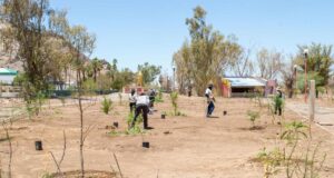 Gobierno de Sonora reforesta Bosque Urbano La Sauceda con apoyo ciudadano