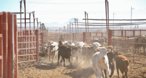 Ganaderos de Sonora listos para reiniciar exportaciones a EE.UU.