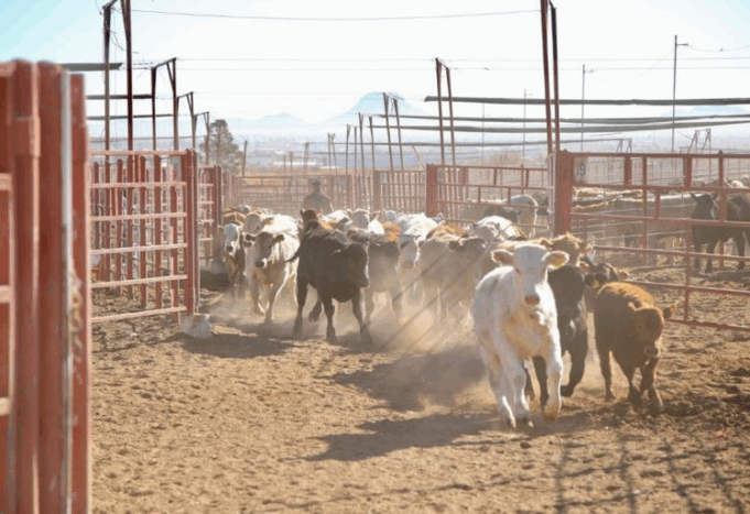 Ganaderos de Sonora listos para reiniciar exportaciones a EE.UU.