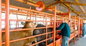 Gobierno de Sonora inicia barrido sanitario para detección de tuberculosis bovina en San Ignacio Río Muerto