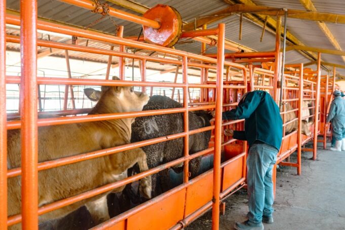 Gobierno de Sonora inicia barrido sanitario para detección de tuberculosis bovina en San Ignacio Río Muerto
