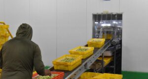 Posiciona Gobierno de Sonora al estado como líder nacional en producción de uva de mesa