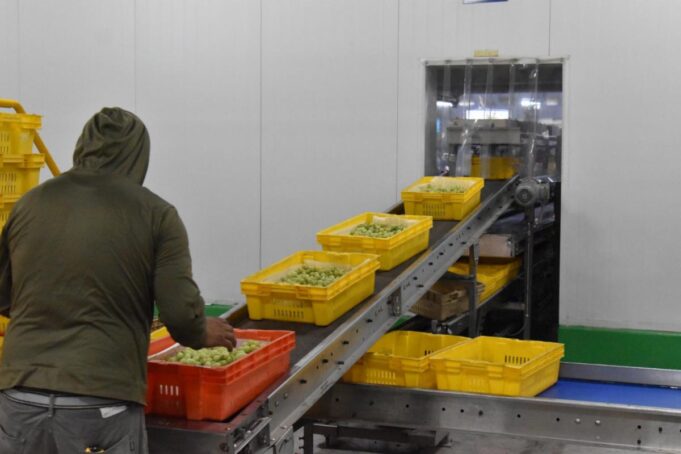 Posiciona Gobierno de Sonora al estado como líder nacional en producción de uva de mesa