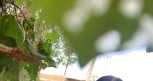 Refuerza Salud Sonora vigilancia del dengue mediante uso de ovitrampas
