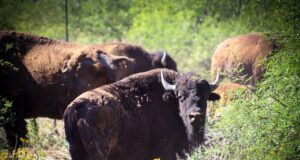 Gobernador Durazo y Gobierno de México fortalecen la conservación del bisonte en Sonora