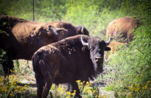 Gobernador Durazo y Gobierno de México fortalecen la conservación del bisonte en Sonora Gobernador Durazo y Gobierno de México fortalecen la conservación del bisonte en Sonora