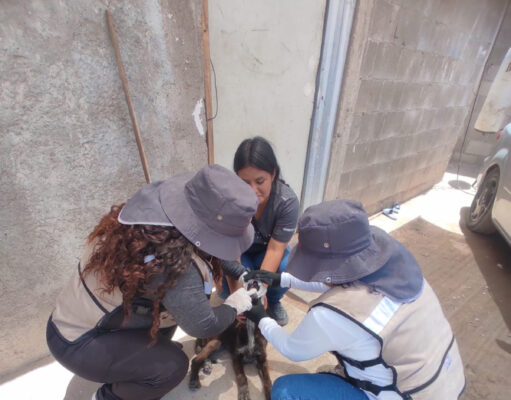 Refuerza Salud Sonora acciones preventivas contra la rickettsia en más de 340 colonias Refuerza Salud Sonora acciones preventivas contra la rickettsia en más de 340 colonias