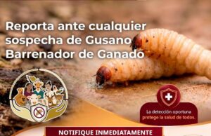 Gobierno de Sonora y Senasica fortalecen medidas de prevención ante el gusano barrenador Gobierno de Sonora y Senasica fortalecen medidas de prevención ante el gusano barrenador