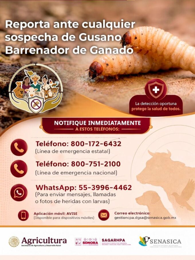 gusano barrenador Gobierno de Sonora y Senasica fortalecen medidas de prevención ante el gusano barrenador